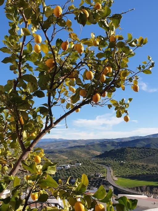Mirador Del Olivar Olvera Zewnętrze zdjęcie