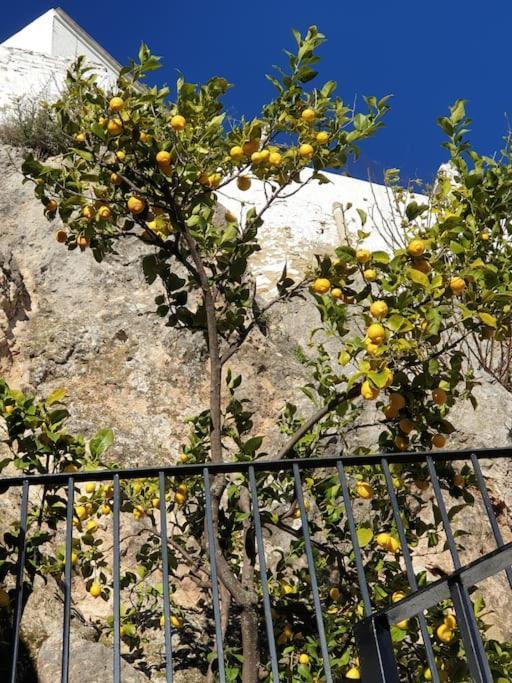Mirador Del Olivar Olvera Zewnętrze zdjęcie